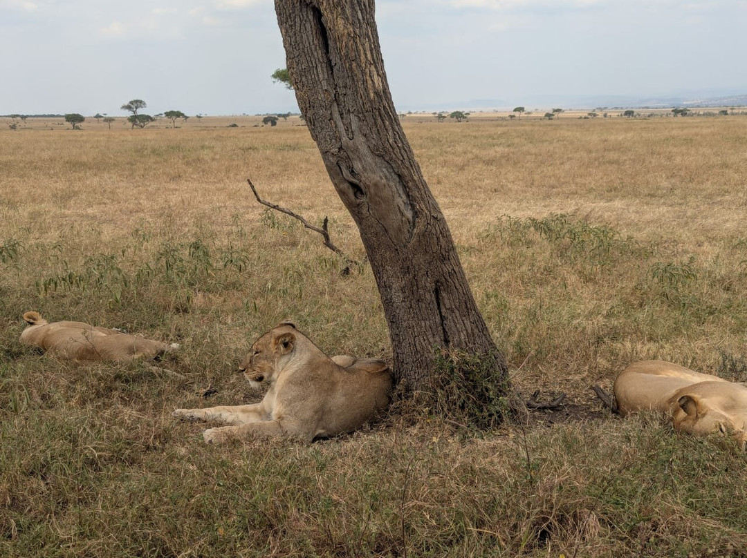 BADGER ADVENTURES TOURS & SAFARI-Arusha Chini必去景点