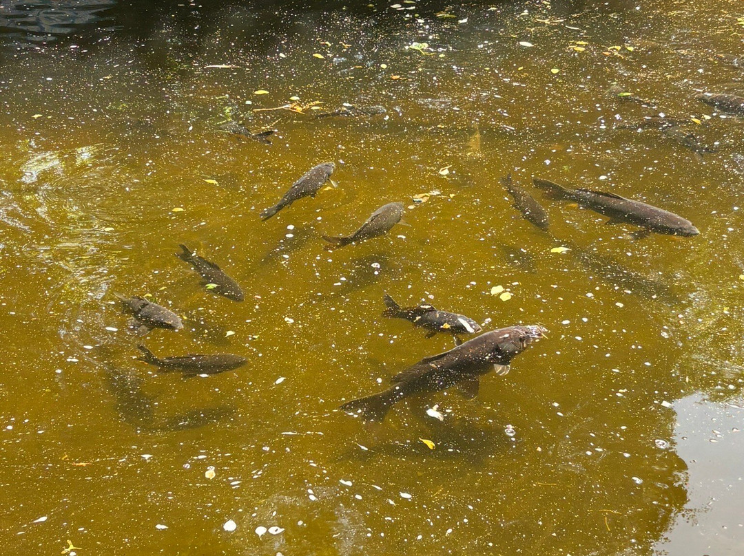 Pettitts Animal Adventure Park-Reedham必去景点