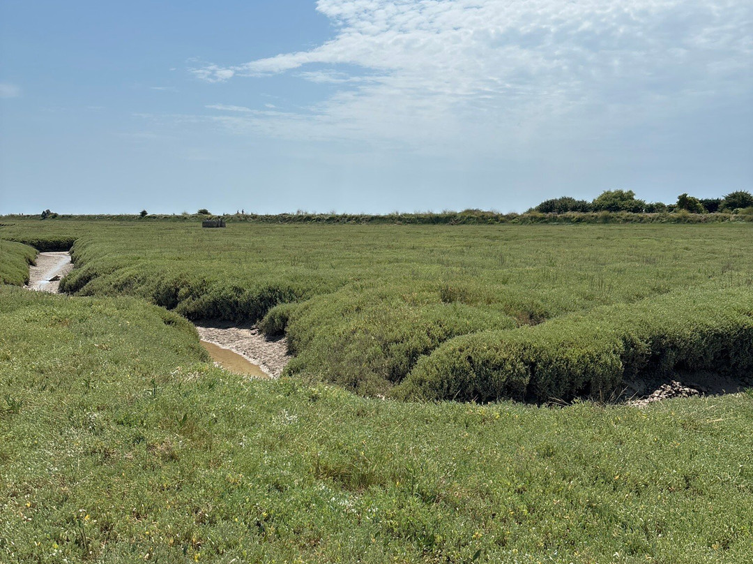 Rye Harbour Nature Reserve-拉伊必去景点