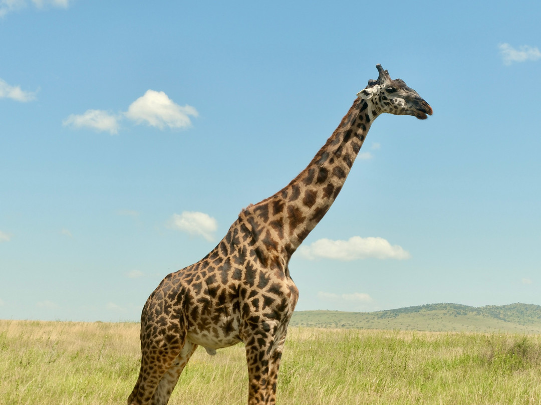 Still Waters Safaris Tanzania-阿鲁沙必去景点