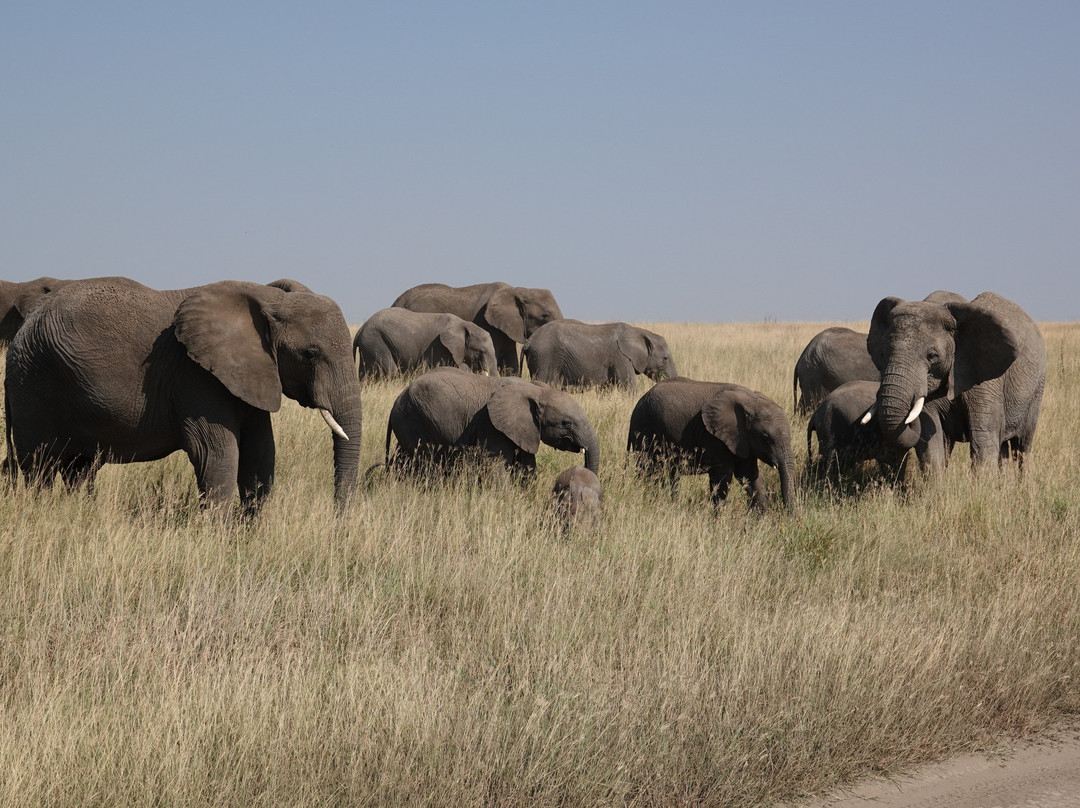 Unlimited Expeditions - The Soul Of Tanzania-阿鲁沙必去景点
