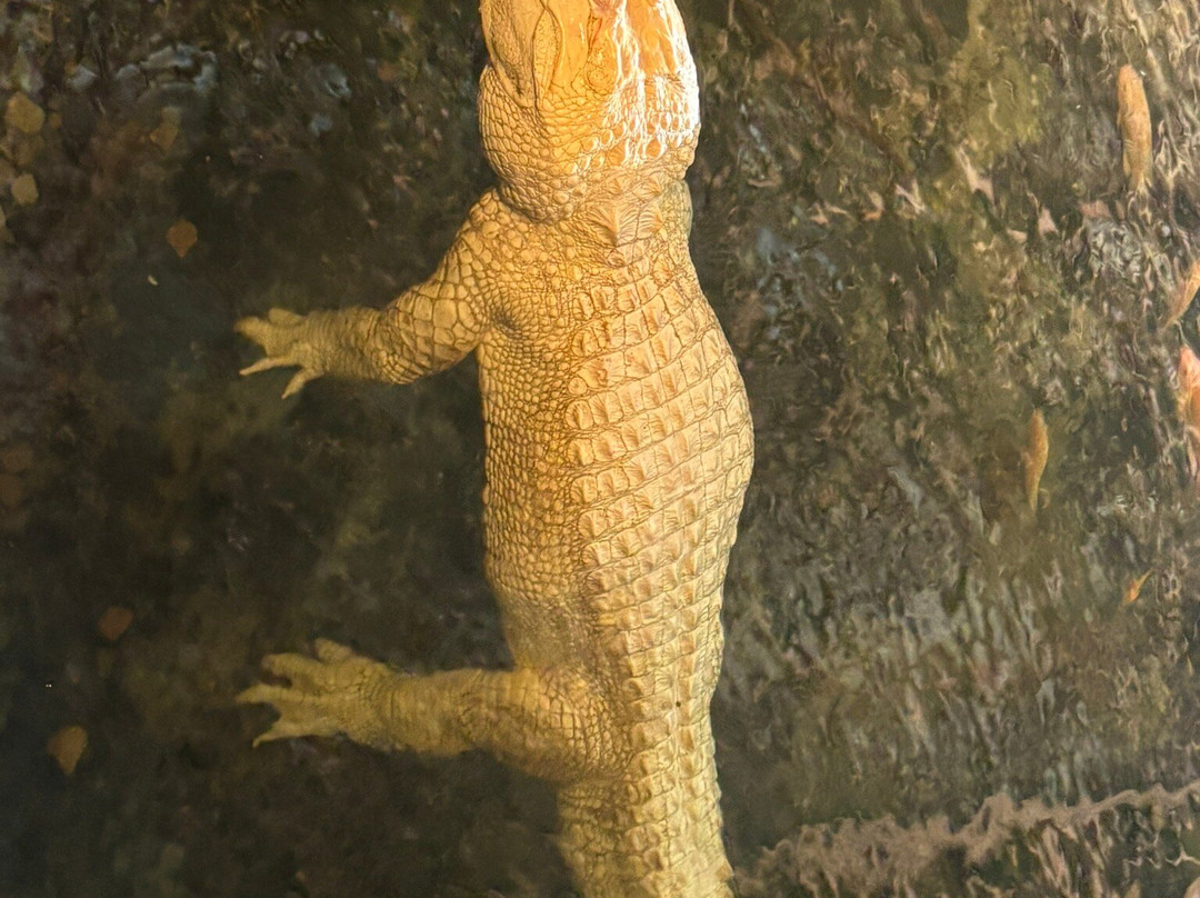 Alligator Adventure-美特尔海滩必去景点