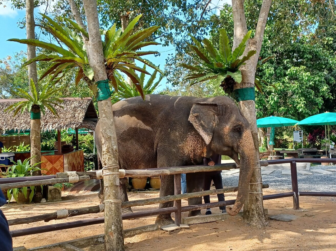 Samui Elephant Sanctuary-波普特必去景点
