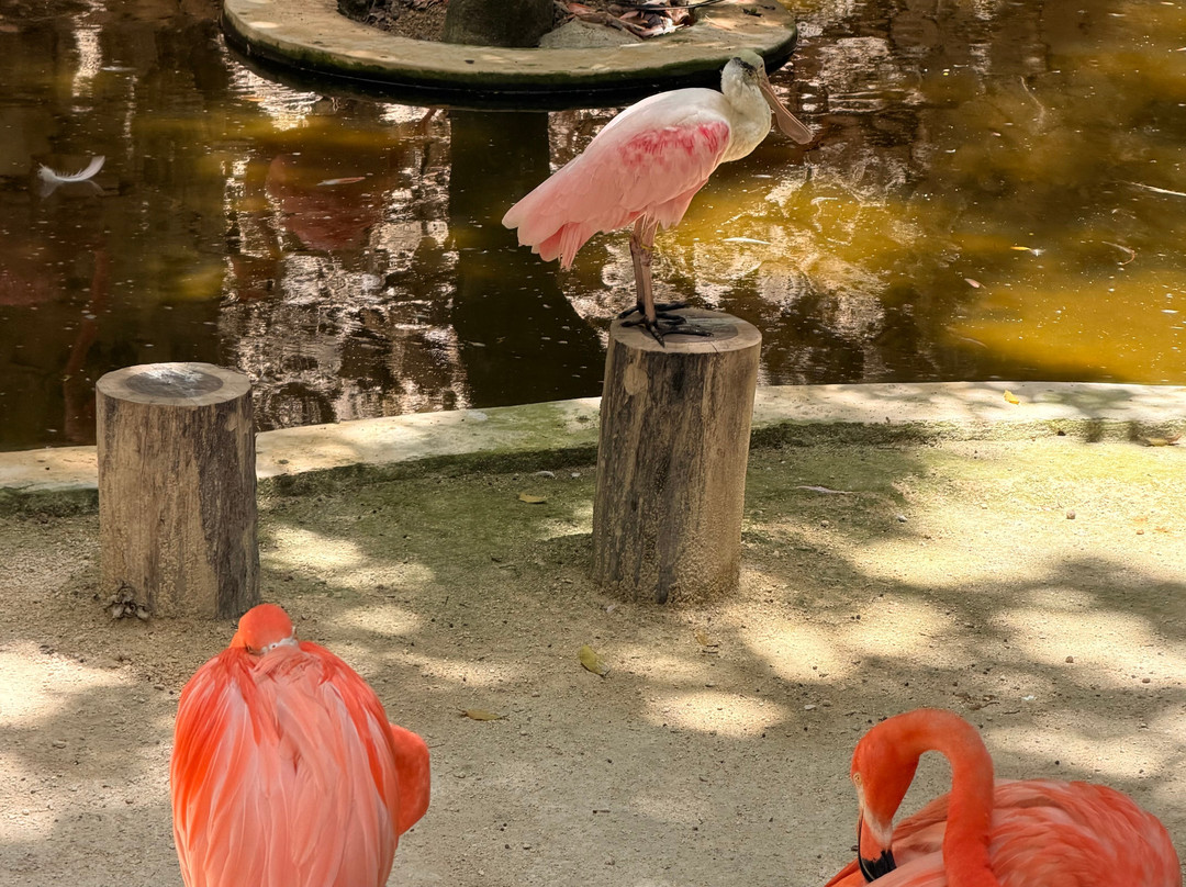 Akumal Monkey Sanctuary & Rescued Animals-艾库玛尔必去景点