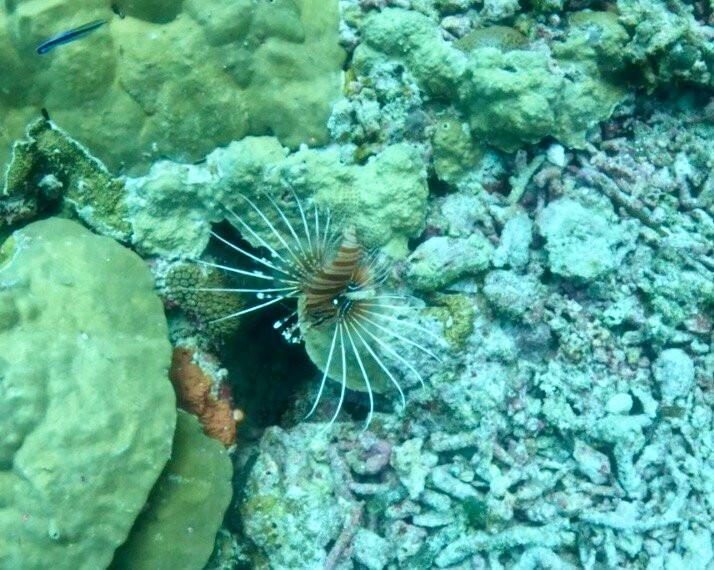 Amphibuzz Dive-Thulusdhoo Island必去景点