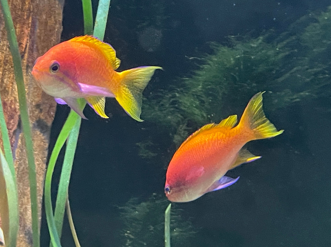 Tynemouth Aquarium-泰恩茅斯必去景点