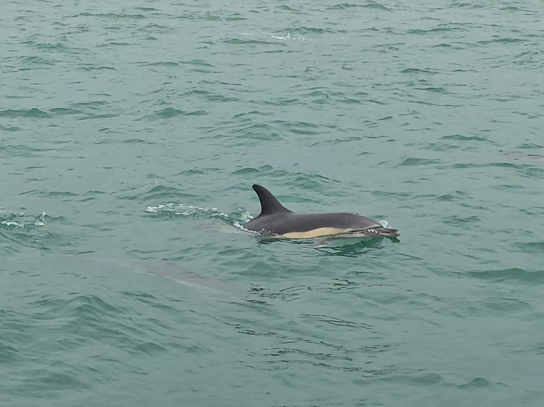 Saundersfoot Sea Safari-桑德斯富特必去景点