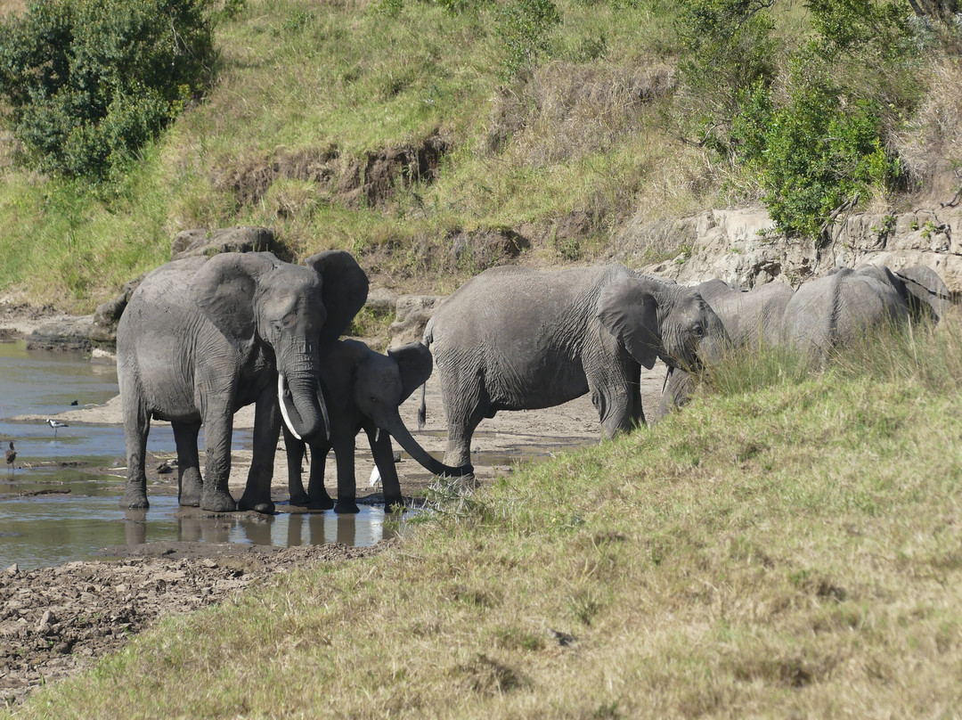 Ol Pejeta Conservancy-Laikipia County必去景点