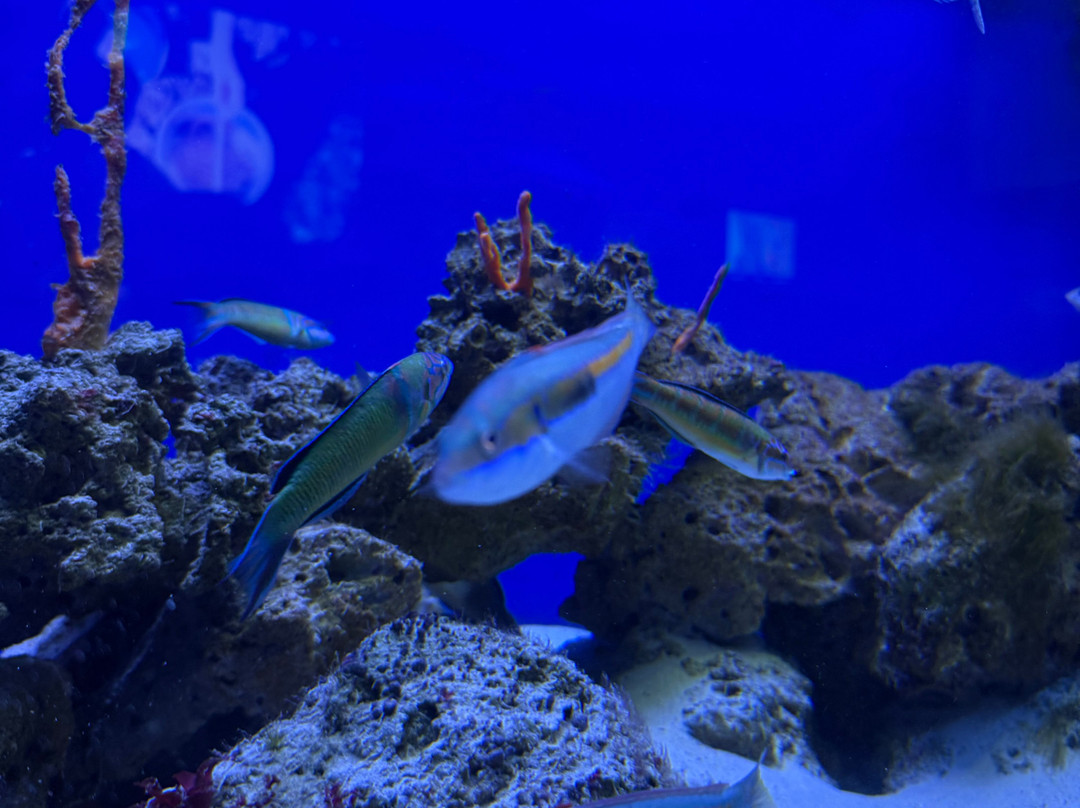 Acquario Del Salento-Santa Maria al Bagno必去景点