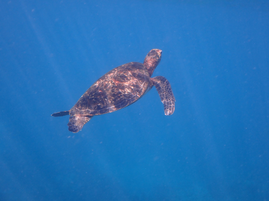 Ningaloo Coral Bay Boats-珊瑚湾必去景点