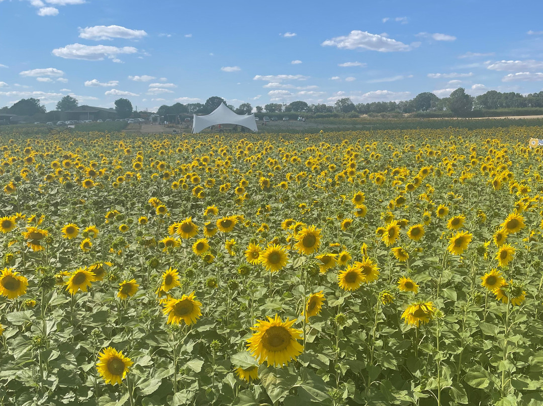 Writtle Sunflowers-切姆斯福德必去景点
