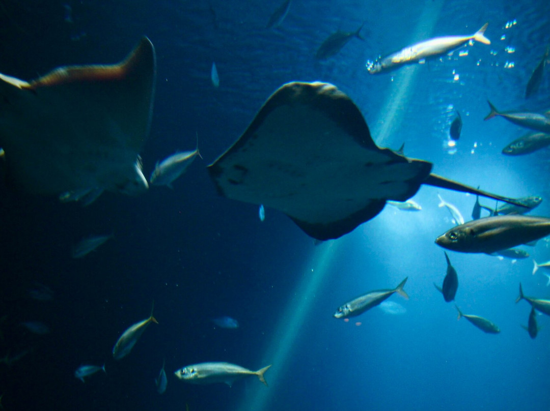 Ozeaneum-施特拉尔松德必去景点
