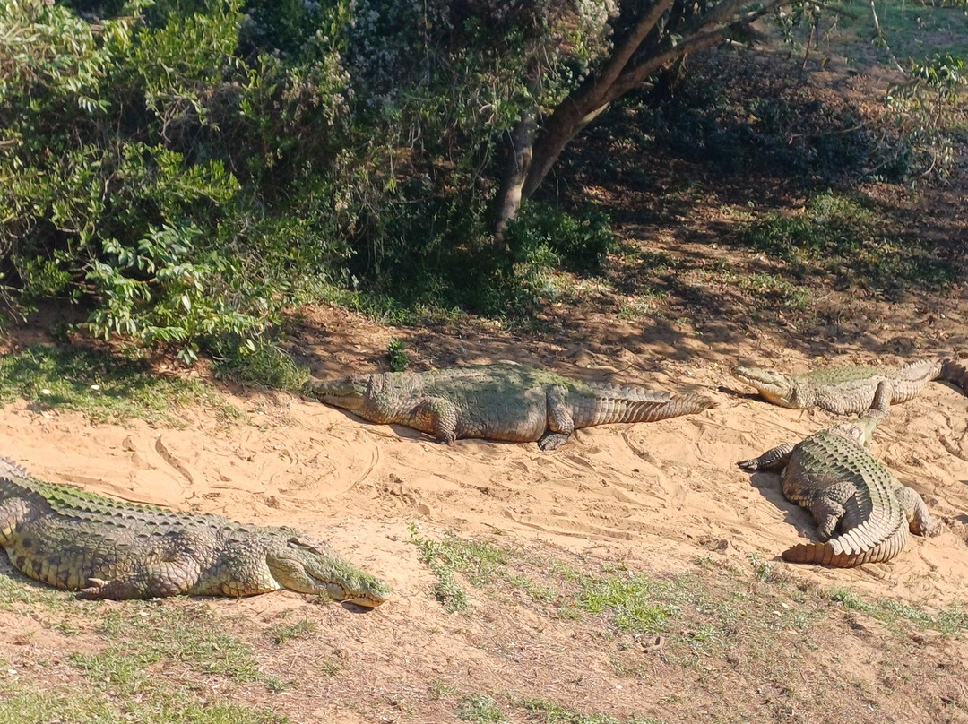 Crocodile Centre St Lucia-圣露西亚必去景点