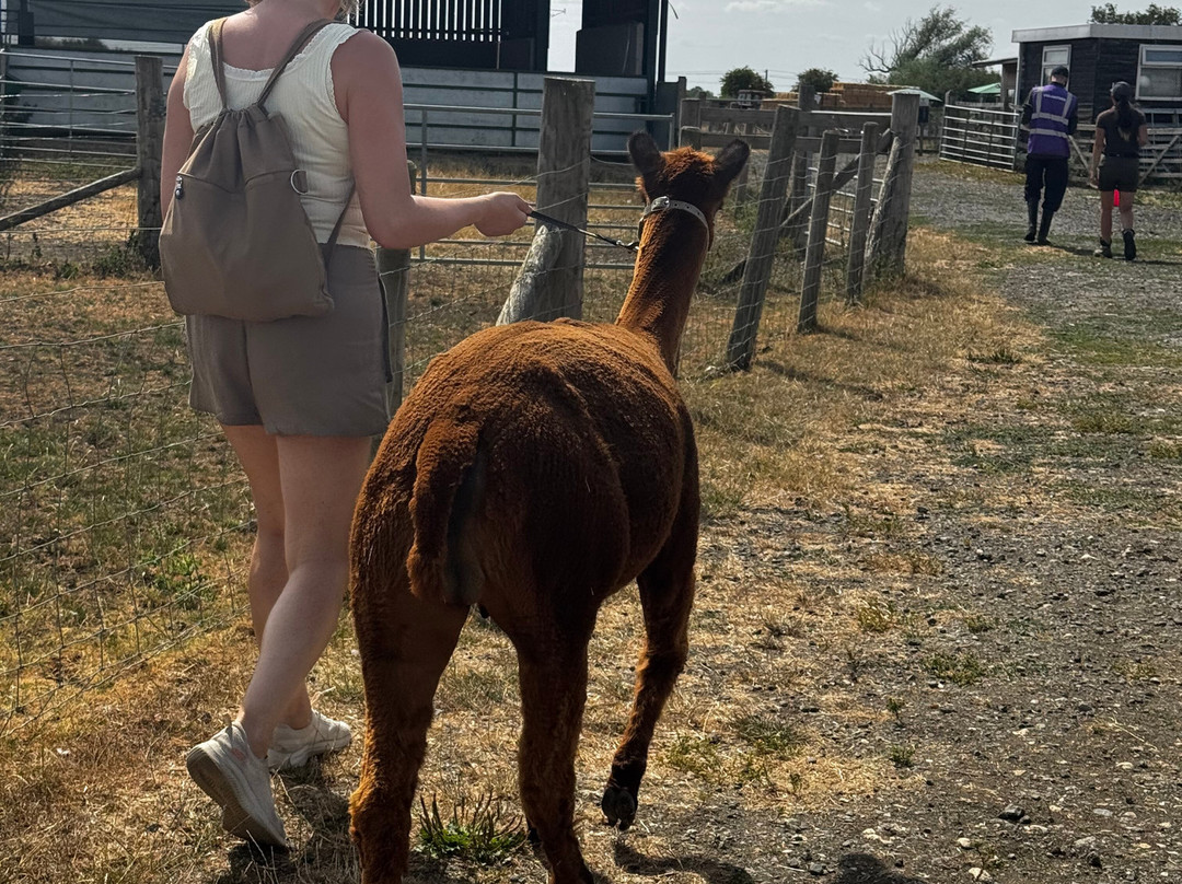 The Alpaca Centre at JandJ Alpacas-特伦特河畔纽瓦克必去景点