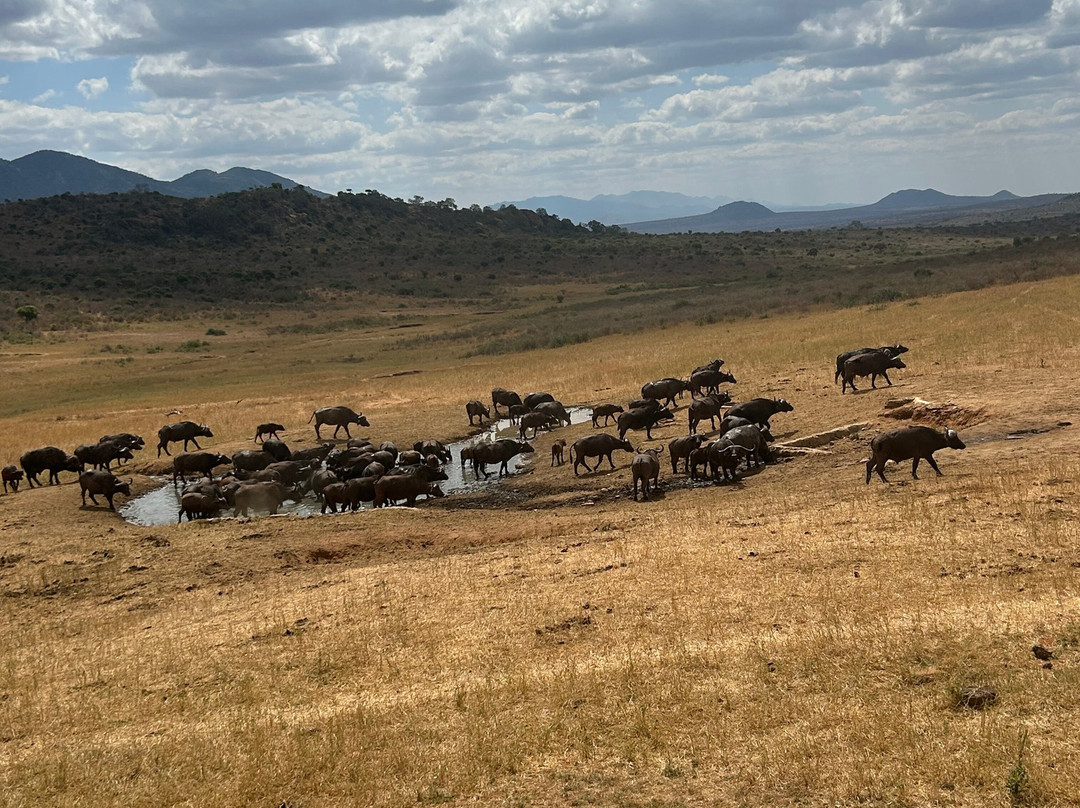 Ngulia Safari Lodge主图