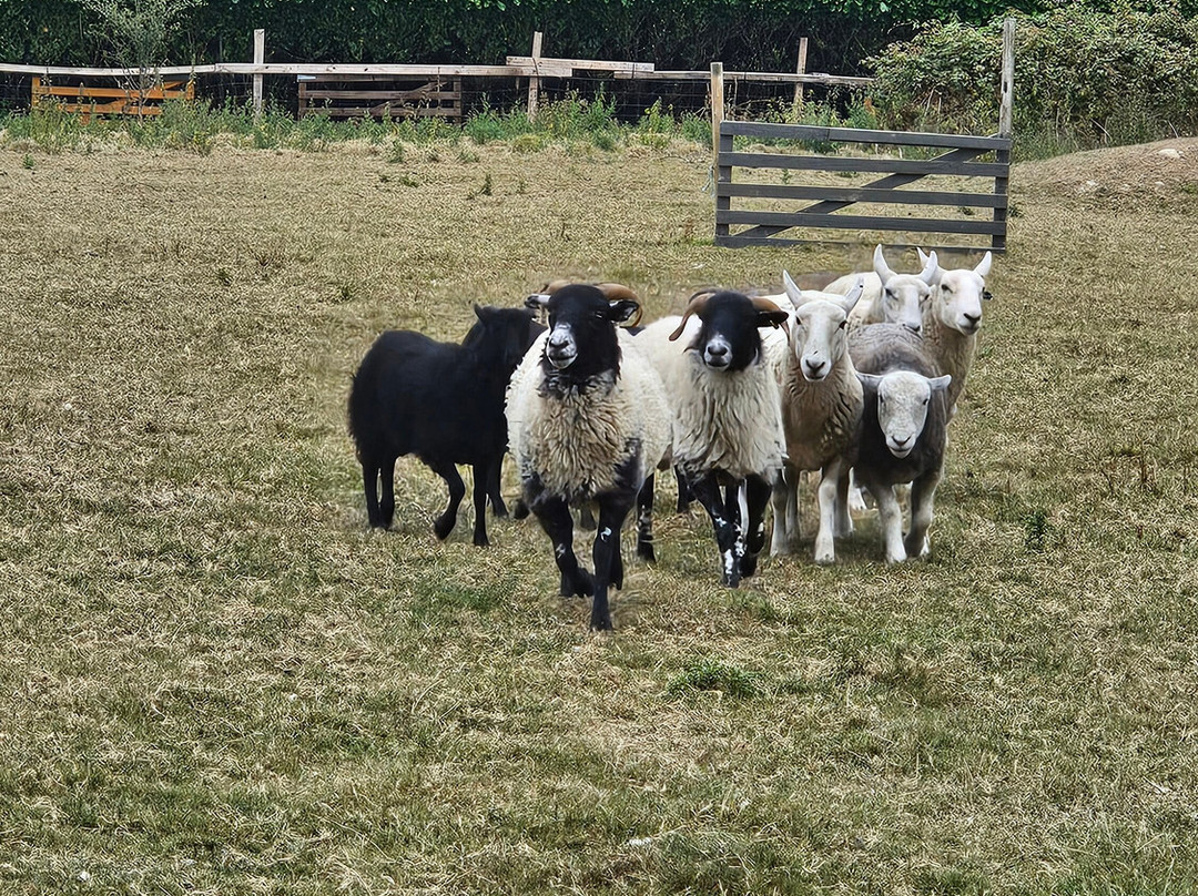 Sheep Smarts-Rathdrum必去景点