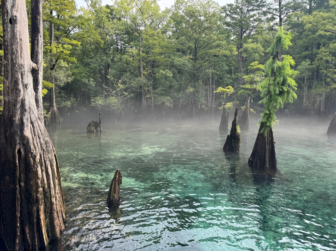 Morrison Springs County Park-佛罗里达必去景点