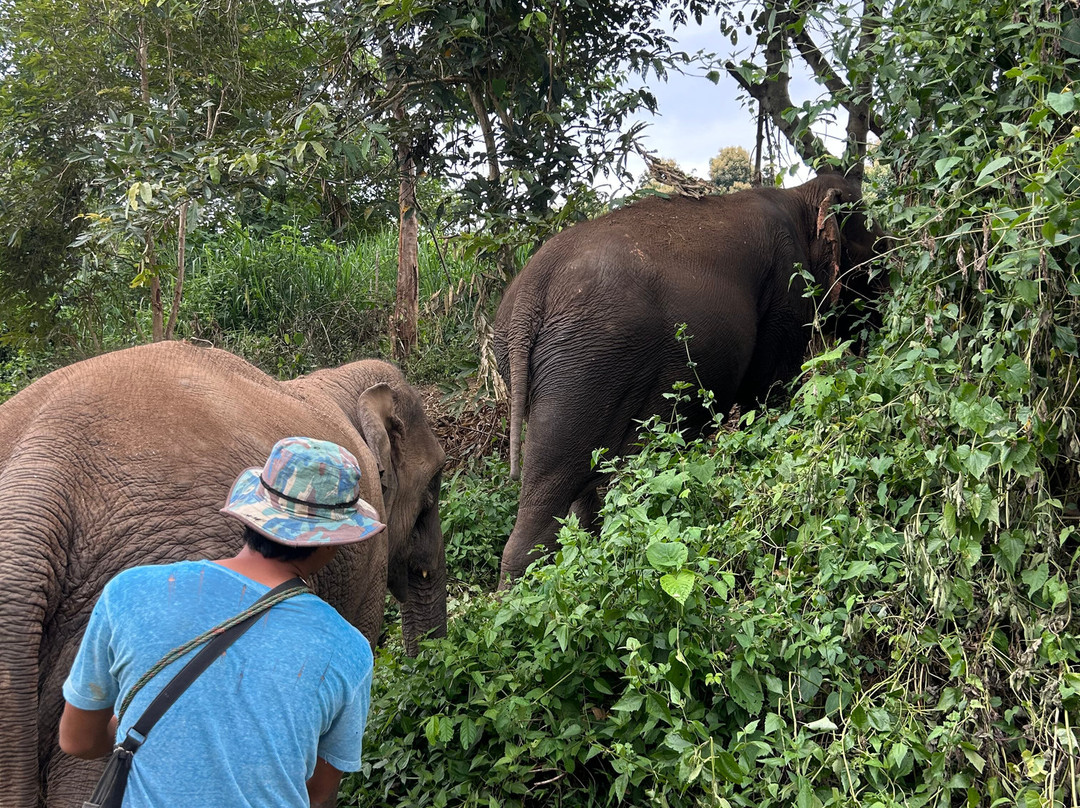 Elephant Sanctuary Care Park-清迈必去景点