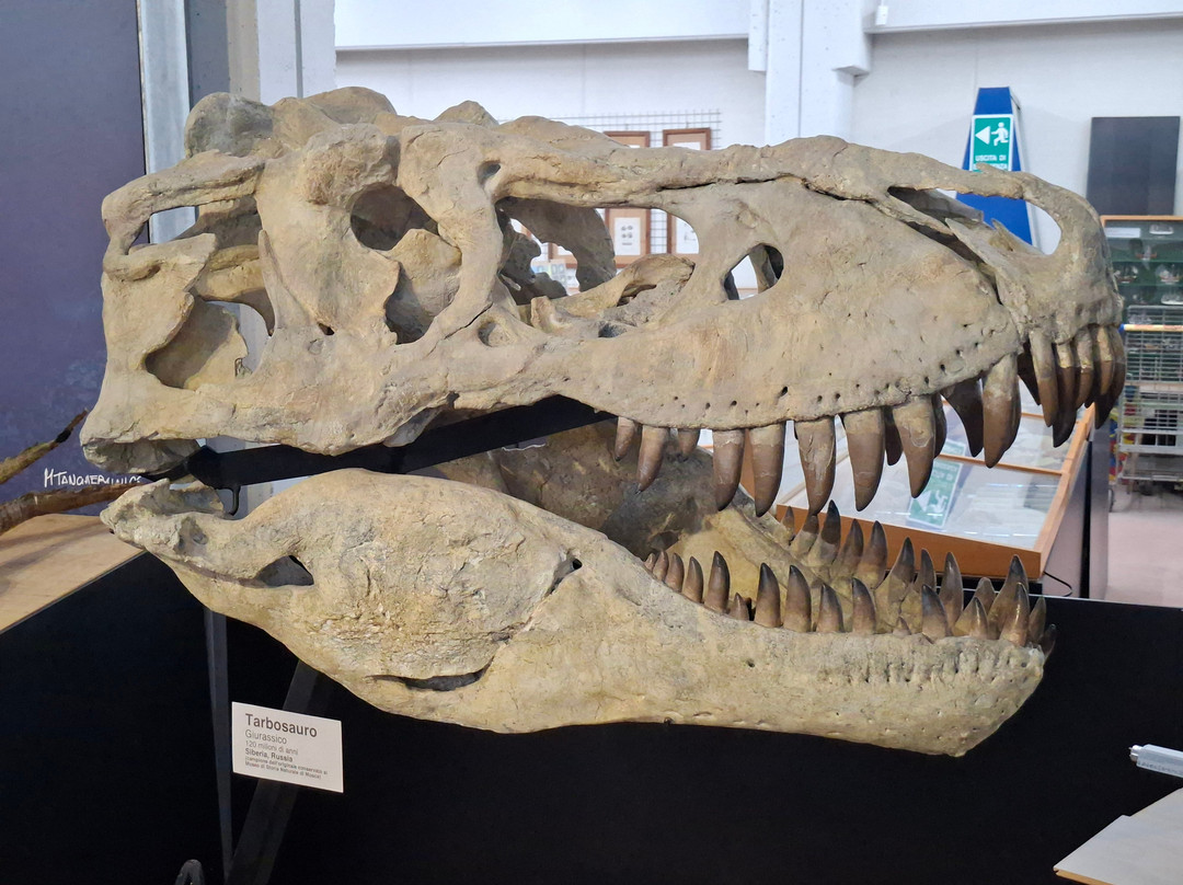 Malacological Museum Piceno-Cupra Marittima必去景点