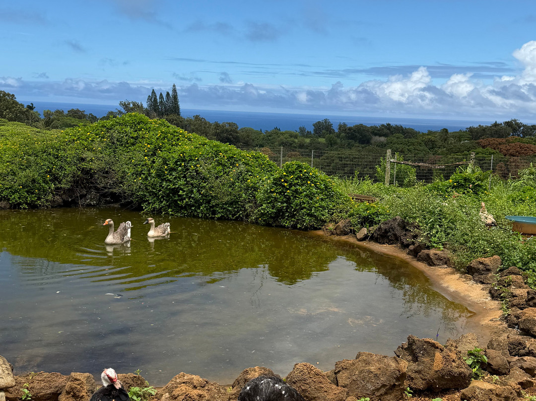 Leilani Farm Sanctuary-海库必去景点