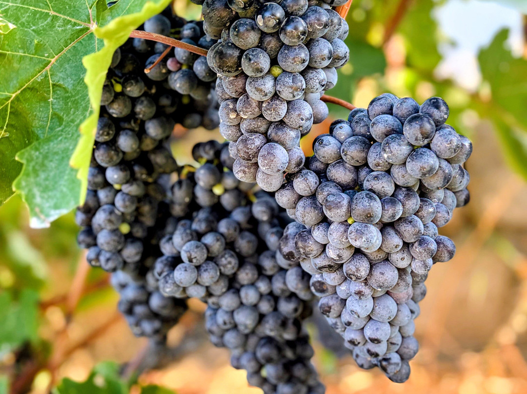 Momik Wines-Areni必去景点