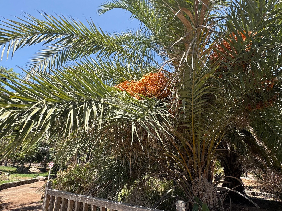 Botanical Park of Maspalomas (El Parque Botanico de Maspalomas)-马斯帕洛马斯必去景点