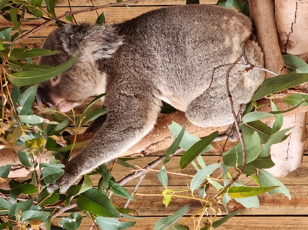 Cooberrie Park Wildlife Sanctuary-Yeppoon必去景点