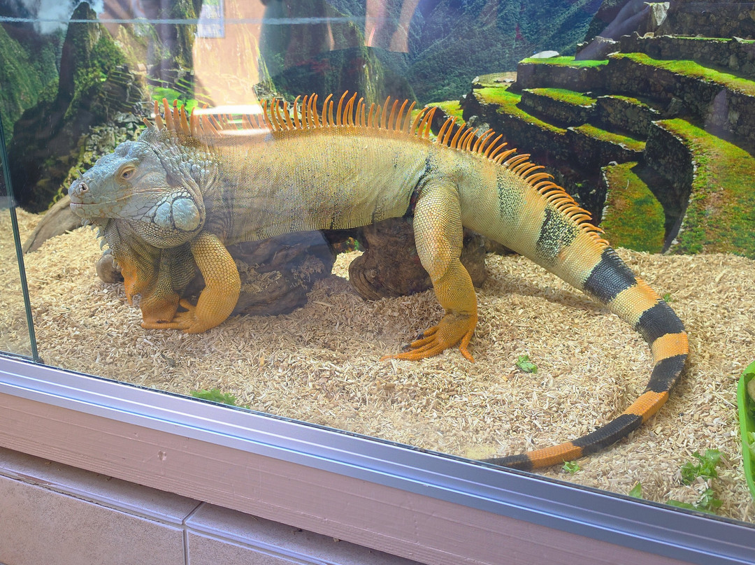 Aquaworld Aquarium & Reptile Rescue Centre-赫索尼索斯必去景点