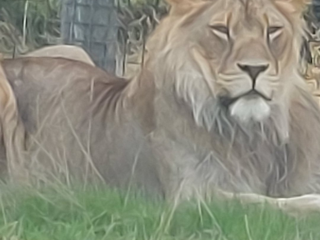 West Midlands Safari Park-Bewdley必去景点