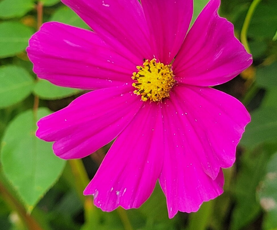 Terra Nova Garden-Kilmallock必去景点