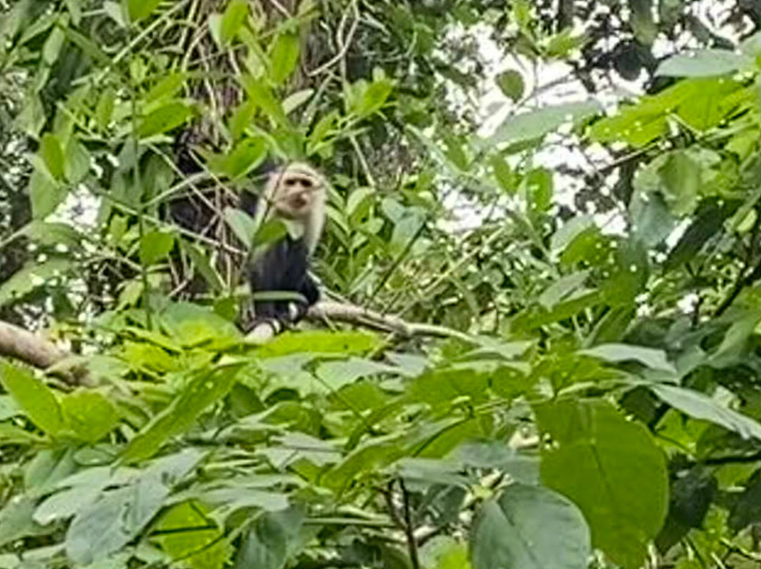 Cahuita National Park-卡维塔必去景点
