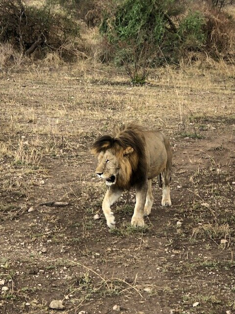 Unlimited Expeditions - The Soul Of Tanzania-阿鲁沙必去景点