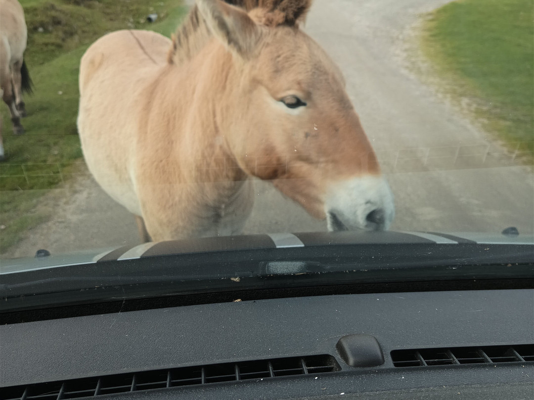 Highland Wildlife Park-Kincraig必去景点