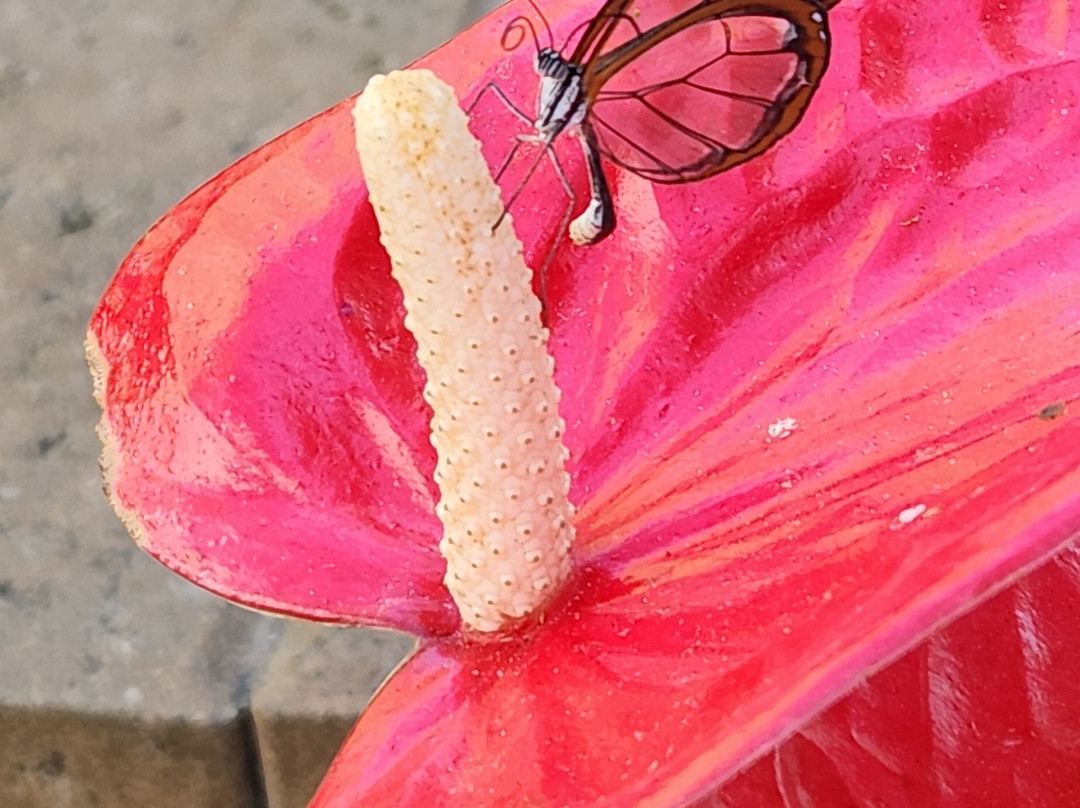 Wings of Mackinac Butterfly Conservatory-麦其诺岛必去景点
