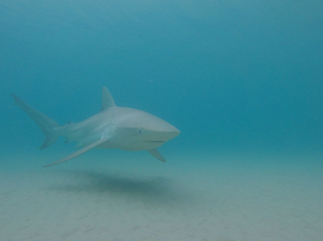 Out of the Blu-Modiin必去景点