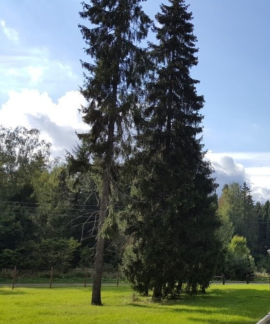 Sanatoriy Profilactoriy Sosnovyi Bor