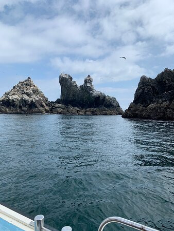 Avante Boat Trips-Alderney必去景点
