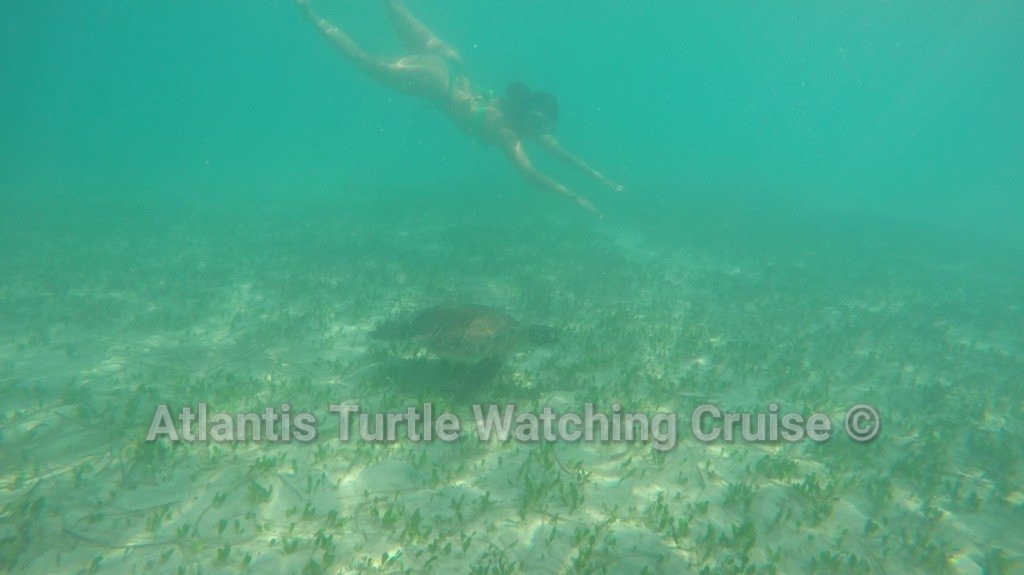 Atlantis Turtle Watching Cruise景点图片