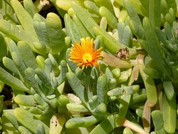 Montagu Nature Garden-蒙提古必去景点