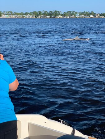 Orange Beach Private Family Dolphin Tours & Boating Safaris景点图片