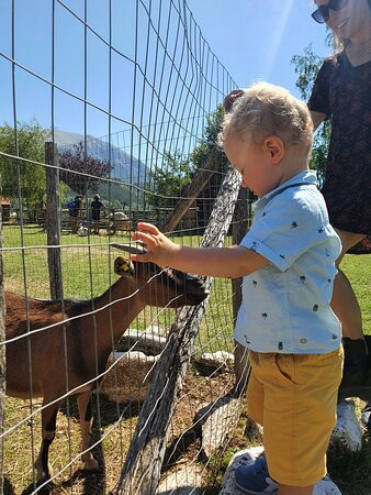 La Fattoria degli Animali景点图片