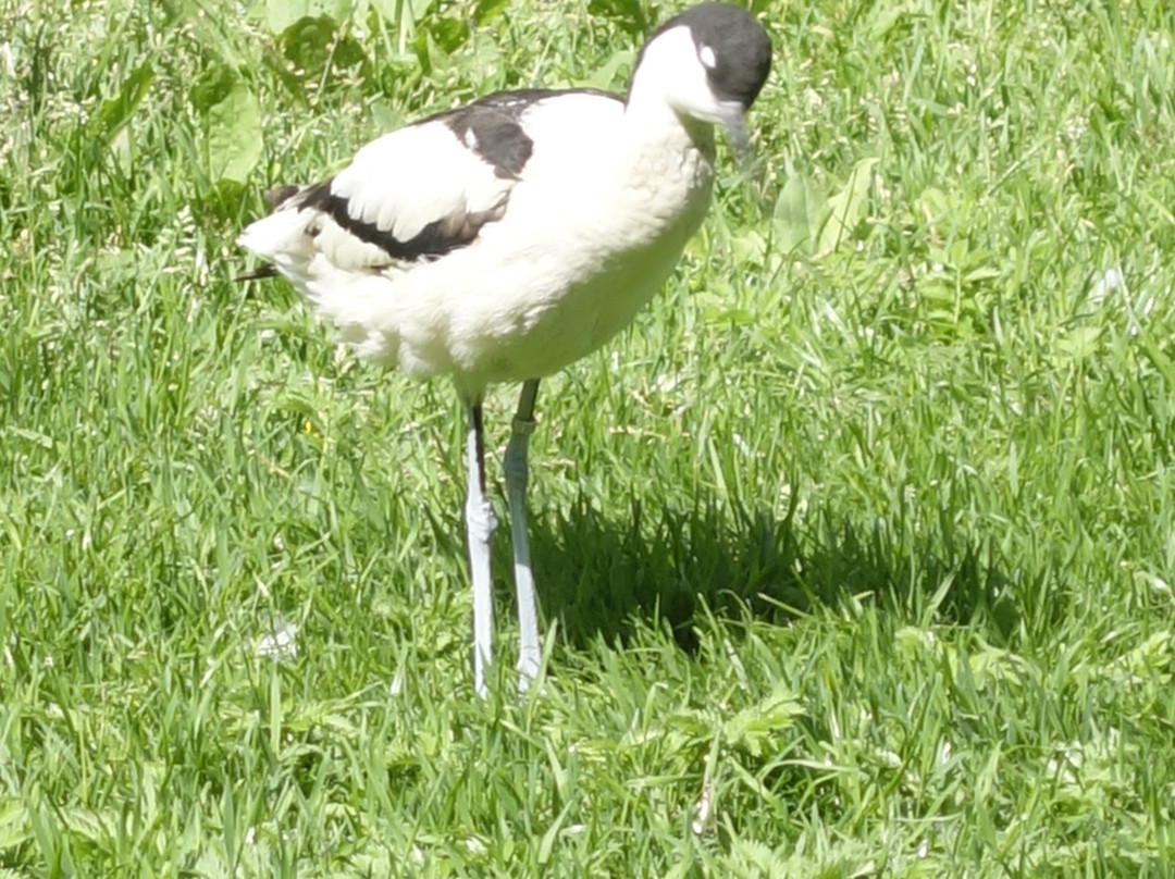 Les Oiseaux Du Marais景点图片