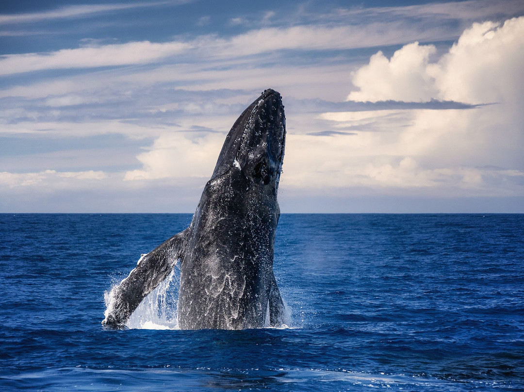 Da Whale Boat: Big Island Humpback Adventures-卡威哈也必去景点