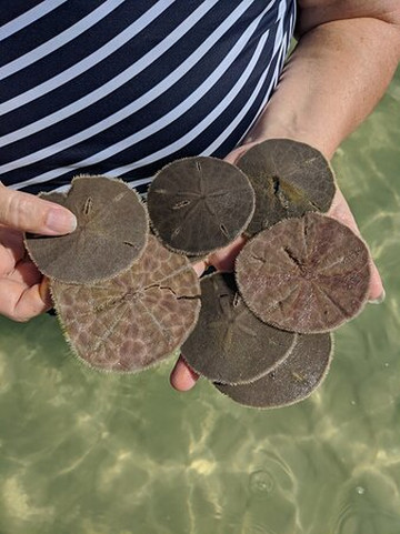 Nature Coast Excursions-Holmes Beach必去景点