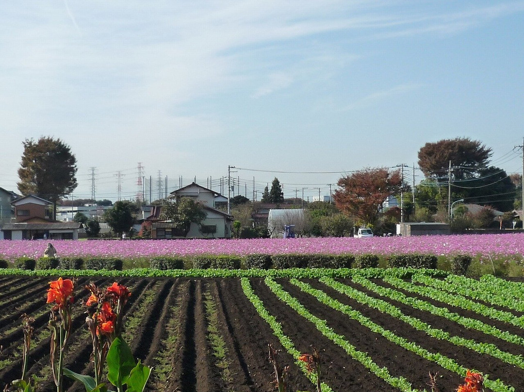 Chikumazawa Kobushi Village景点图片