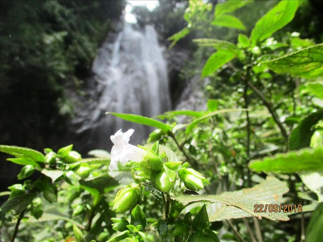 Mohini falls