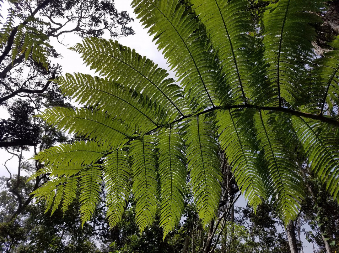 Maka’ula ‘O’oma Tract-凯鲁瓦-柯纳必去景点