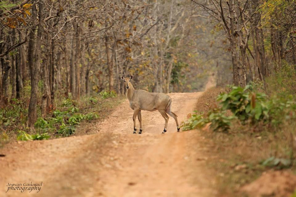 Umred Karhandla Wildlife Sanctuary景点图片