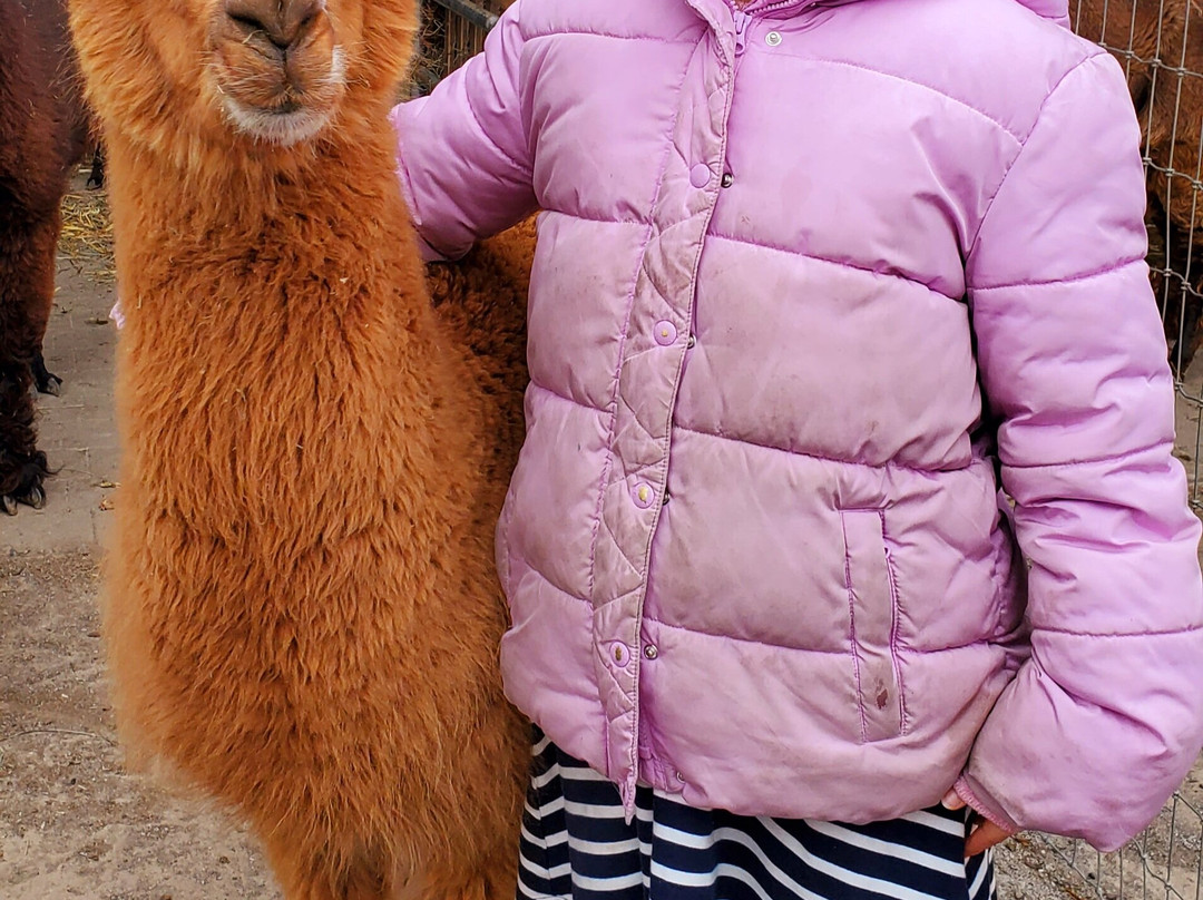 Eastland Alpacas-Mount Joy必去景点