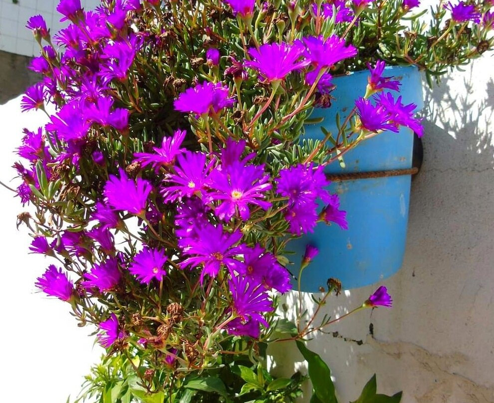 Estepona Town景点图片